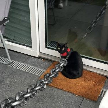 Chain Paw